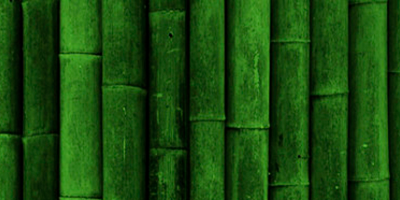 Colheita do bambu