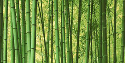 Introdução ao bambu