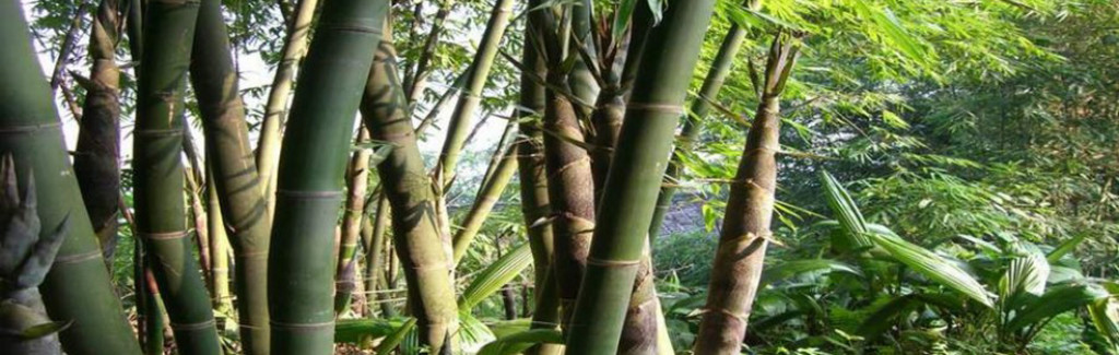 Broto de bambu nascendo