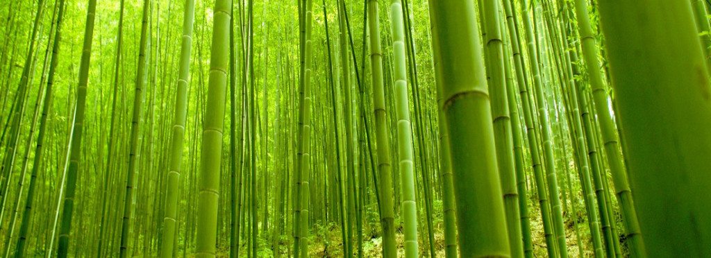 Mata de bambu Mosso