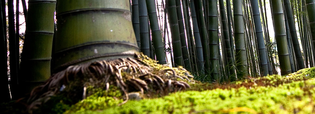 Raiz do bambu
