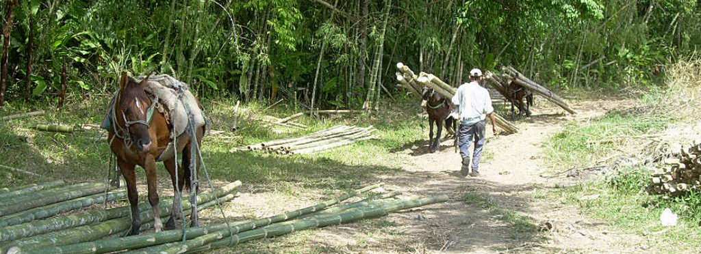 Colheita do bambu