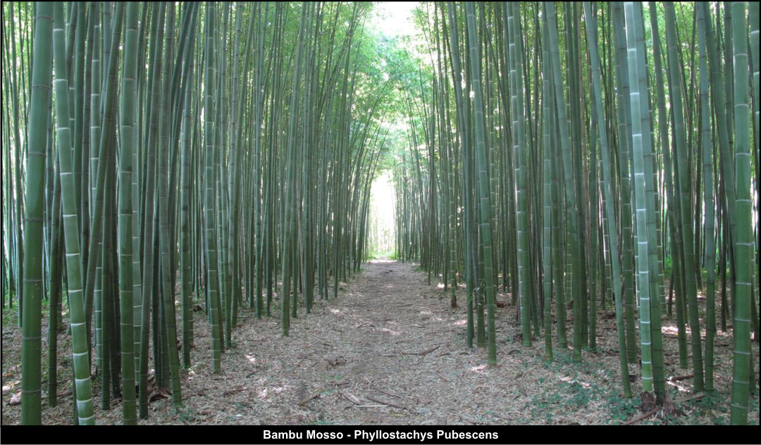 Phyllostachys Pubescens